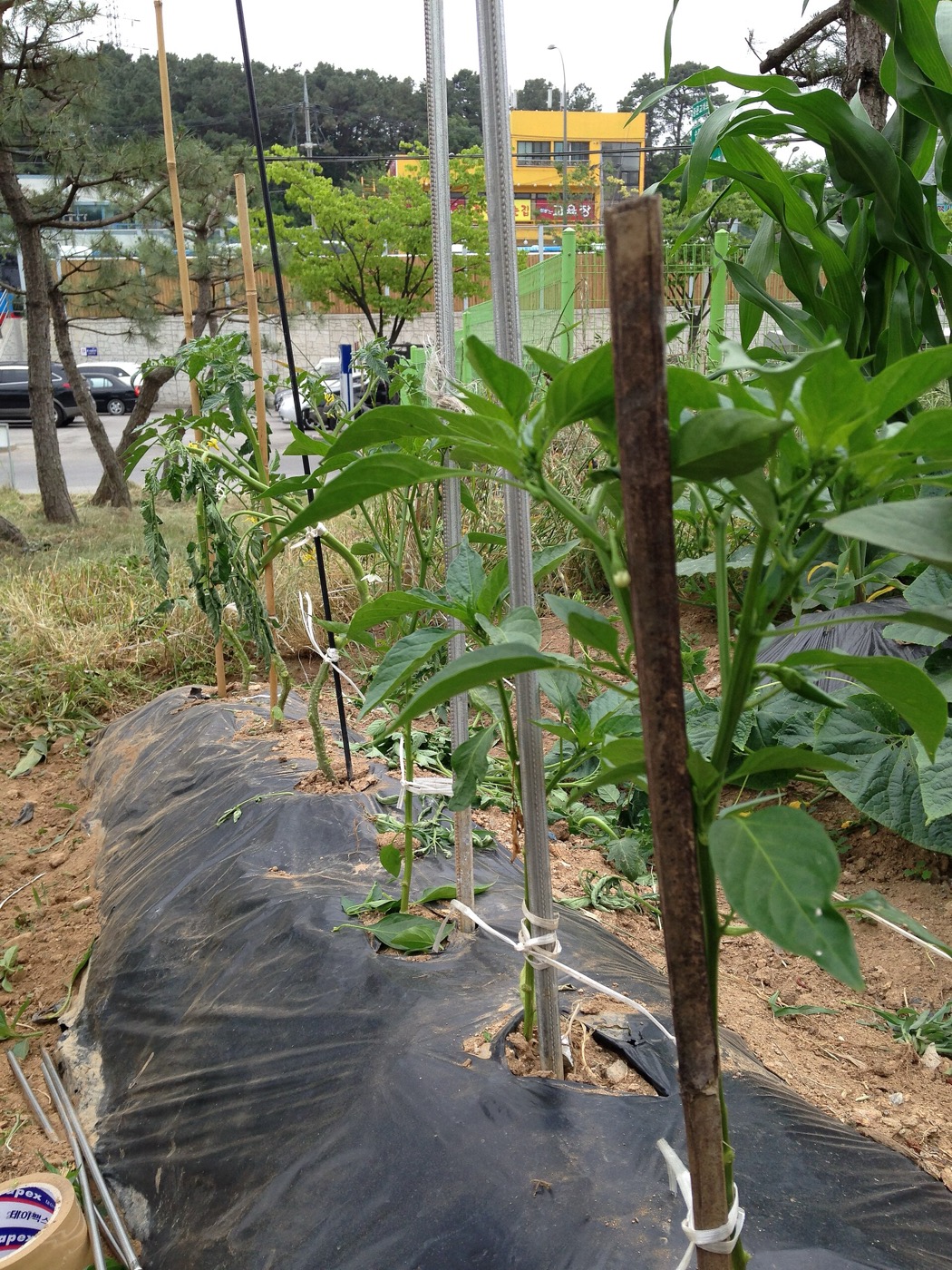 도시의 텃밭에서 고추 모종이 자라고 있어요