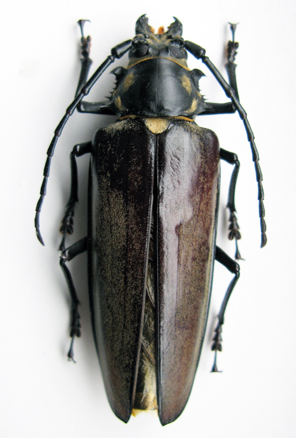 장수하늘소 암컷(84 mm). 살아 있는 모습은 거의 볼 수 없어 표본 사진이에요
