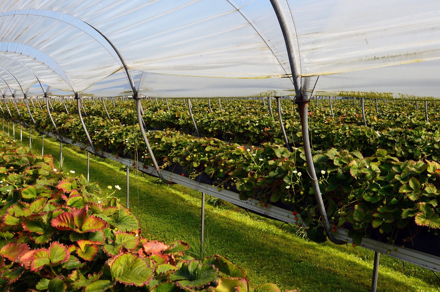 비닐하우스 안에서 줄지어 자라는 딸기. 흰 꽃이 피면 곧 빨간 열매가 열려요