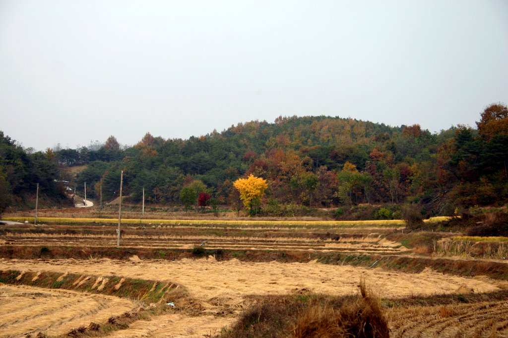 경상북도 안동시 이개리의 논