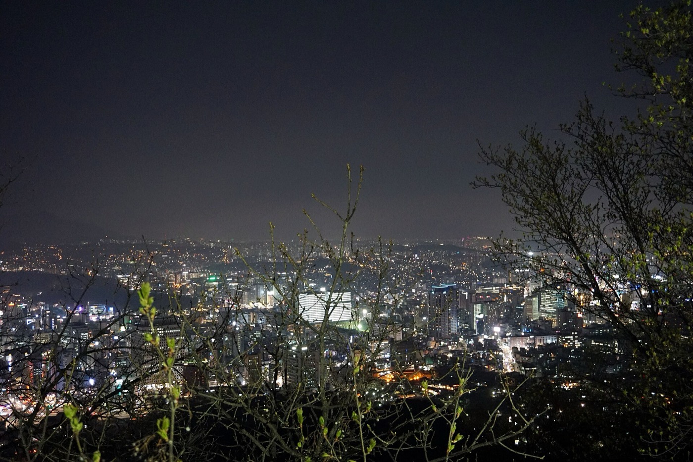 2019년 4월, 남산에서 내려다본 서울의 밤이에요. 나뭇가지 너머로 건물 불빛이 끝없이 이어져 있어요.