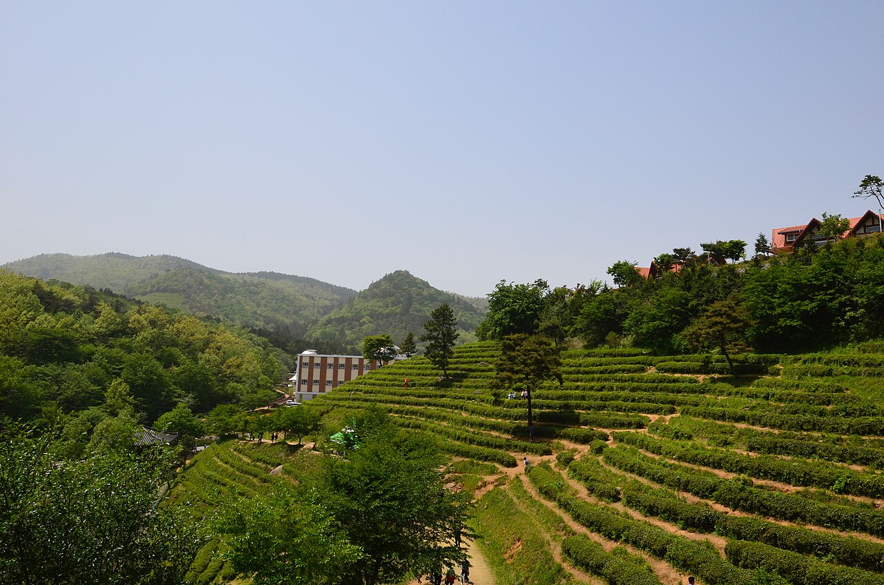 전라남도 보성군 녹차밭