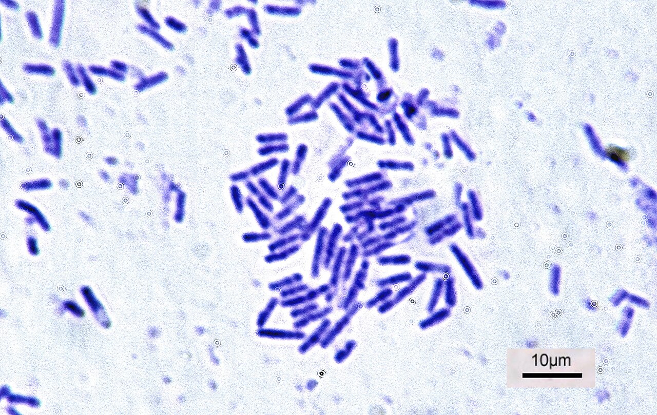 고초균(Bacillus subtilis)